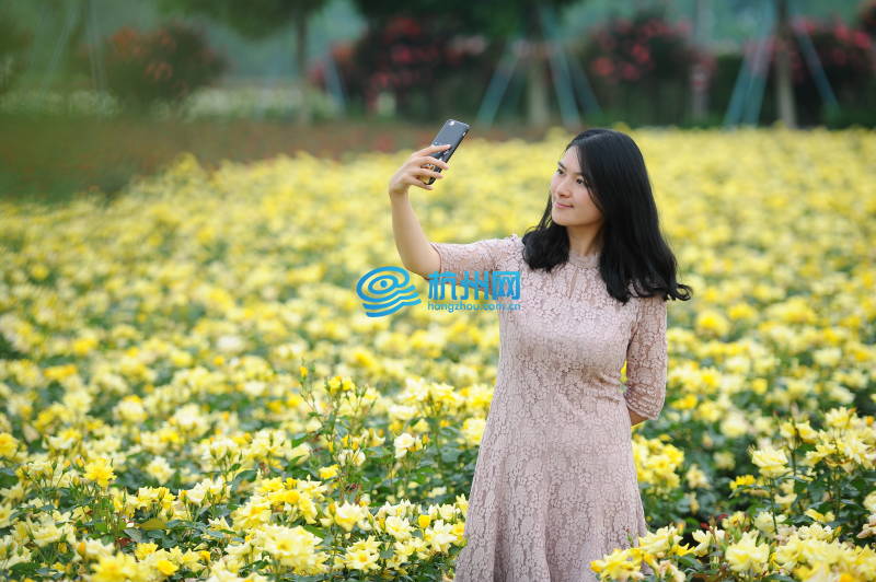 300亩玫瑰花已经开好了 杭州富阳新沙岛变身“爱情岛”