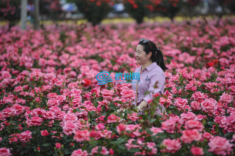 300亩玫瑰花已经开好了 杭州富阳新沙岛变身“爱情岛”