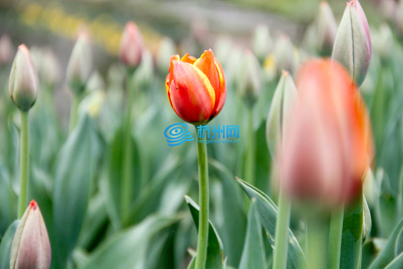 太子湾郁金香花开正浓(02)