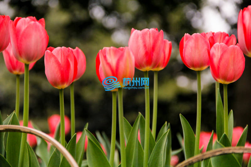 太子湾郁金香花开正浓(10)