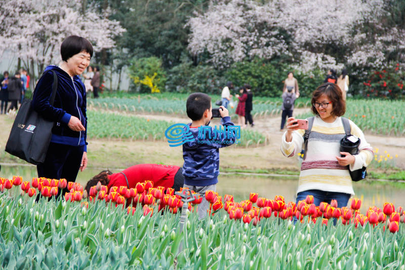 太子湾郁金香花开正浓(09)