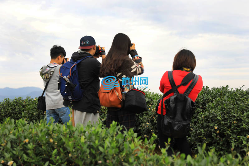 2016中国杭州大学生旅游节龙坞茶村摄影采风(07)