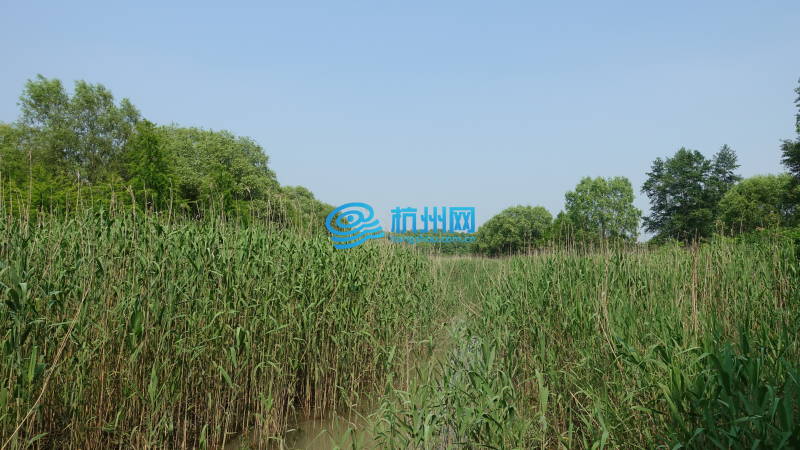 上海西沙湿地(06)