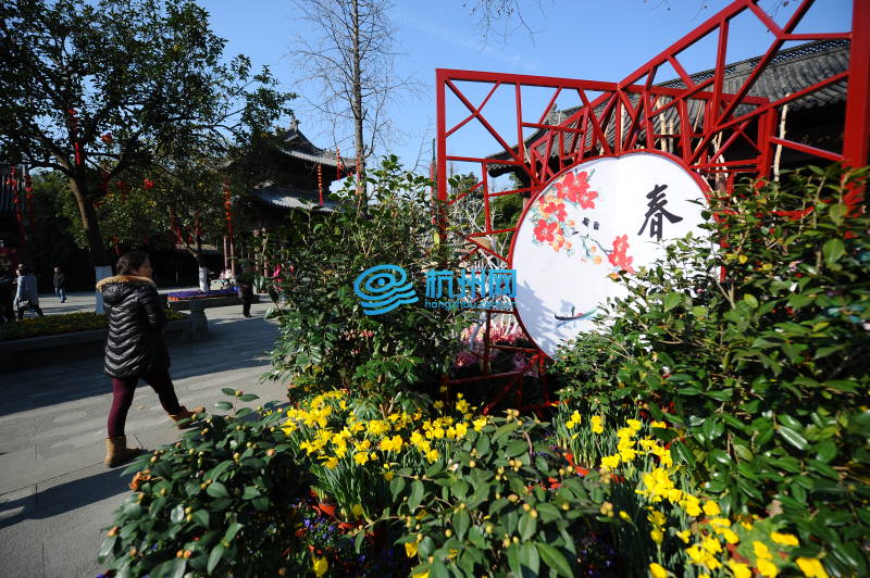 西湖迎春花展绽放钱王祠(06)