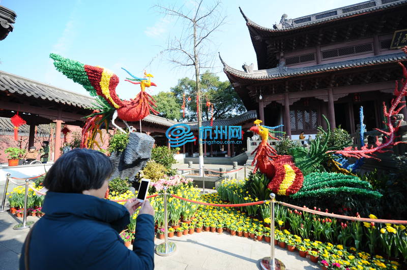 西湖迎春花展绽放钱王祠(07)