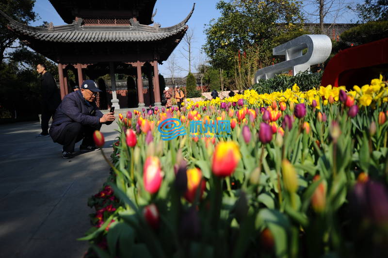 西湖迎春花展绽放钱王祠(13)