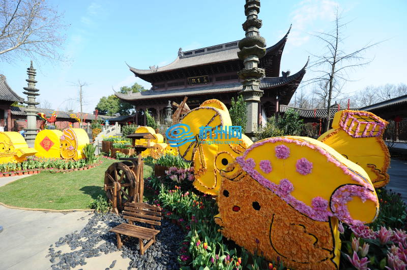 西湖迎春花展绽放钱王祠(04)