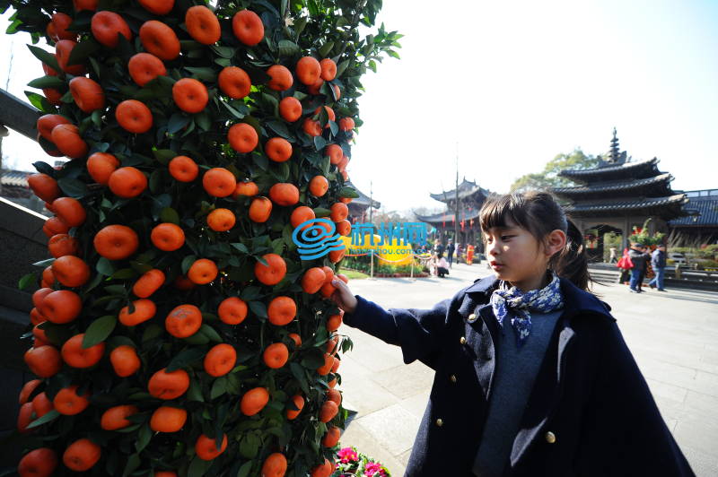 西湖迎春花展绽放钱王祠(10)