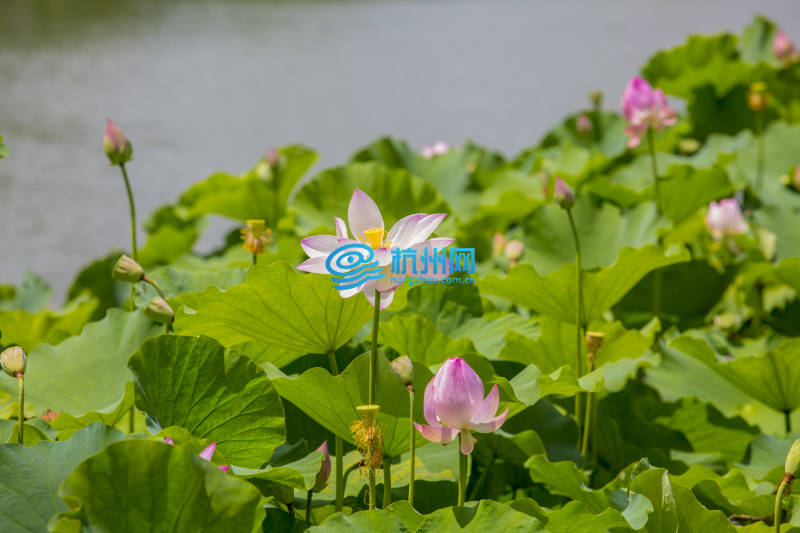 炎炎夏日 赏荷正当时(15)