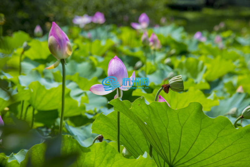 炎炎夏日 赏荷正当时(07)