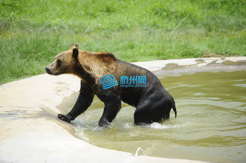 “烧烤模式”下的杭州 看动物们如何避暑纳凉(08)