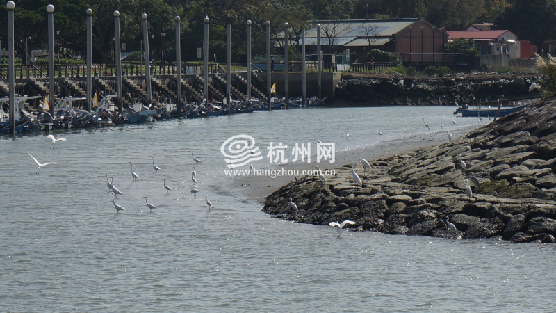 淡水港口的鸟(06)