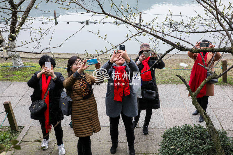 孤山梅花竞相绽放 踏青赏花迎春来(09)