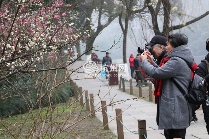 孤山梅花竞相绽放 踏青赏花迎春来(18)