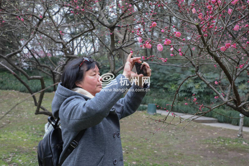 孤山梅花竞相绽放 踏青赏花迎春来(01)