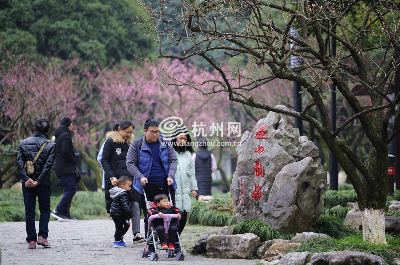 暂别阴雨梅花正盛 超山赏梅正当时！（组图）(18)