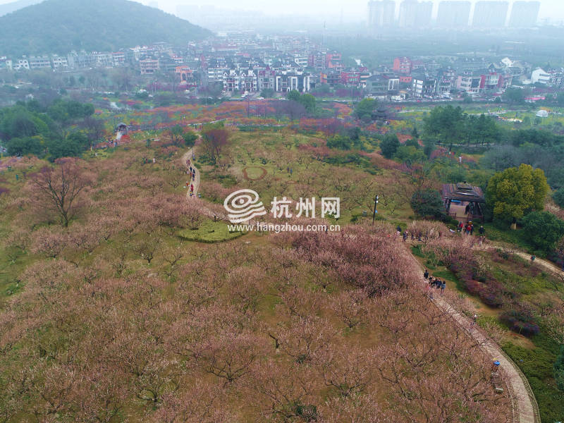 暂别阴雨梅花正盛 超山赏梅正当时！（组图）(22)