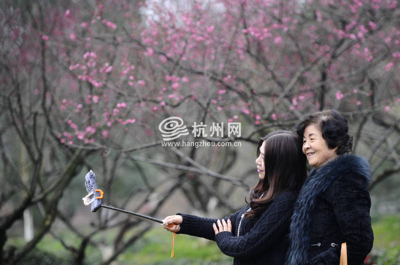 暂别阴雨梅花正盛 超山赏梅正当时！（组图）(15)