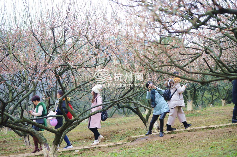 暂别阴雨梅花正盛 超山赏梅正当时！（组图）(12)