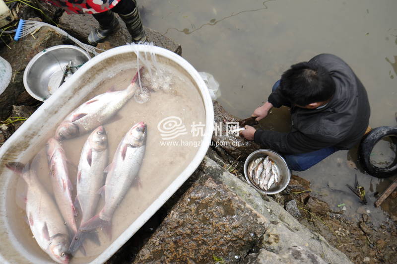 钱塘江渔民禁渔4个月 江边传统渔市即将消失(07)