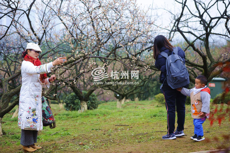 暂别阴雨梅花正盛 超山赏梅正当时！（组图）(13)