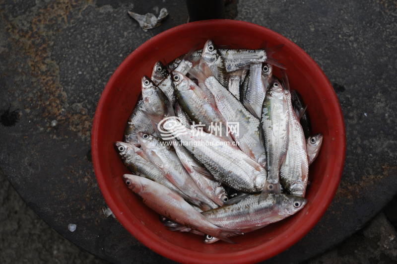 钱塘江渔民禁渔4个月 江边传统渔市即将消失(02)