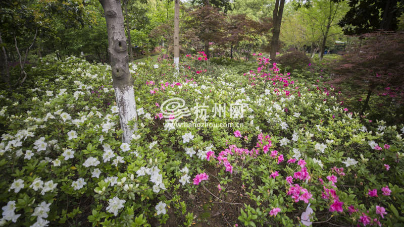 杭州唯一的杜鹃花主题公园迎来盛花期(07)