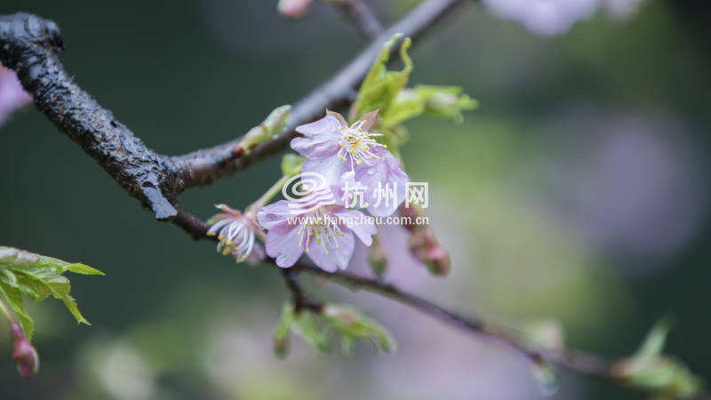 不出国门即可在杭州植物园观赏到日本早樱(05)