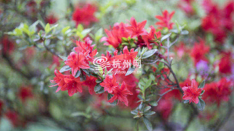 杭州唯一的杜鹃花主题公园迎来盛花期(09)