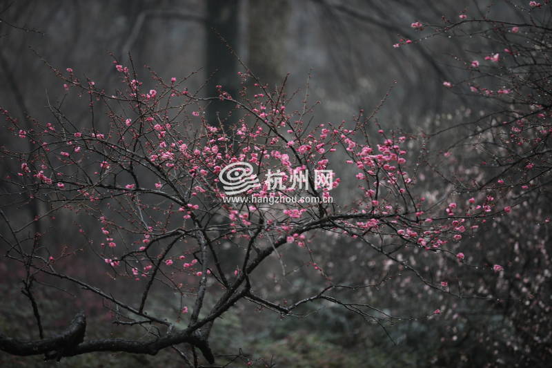 春雨杭州：灵峰探梅正当时(13)