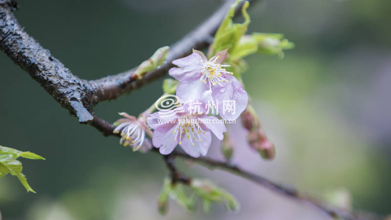 不出国门即可在杭州植物园观赏到日本早樱(04)