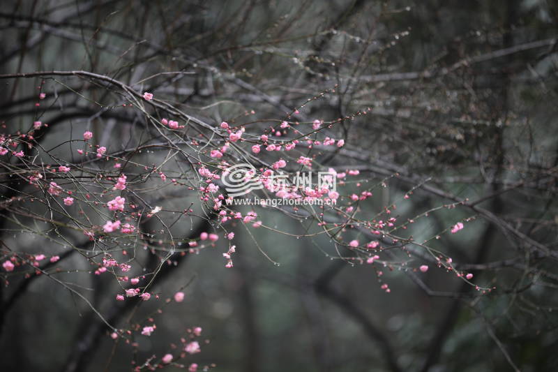 春雨杭州：灵峰探梅正当时(03)