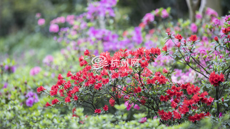 杭州唯一的杜鹃花主题公园迎来盛花期(13)