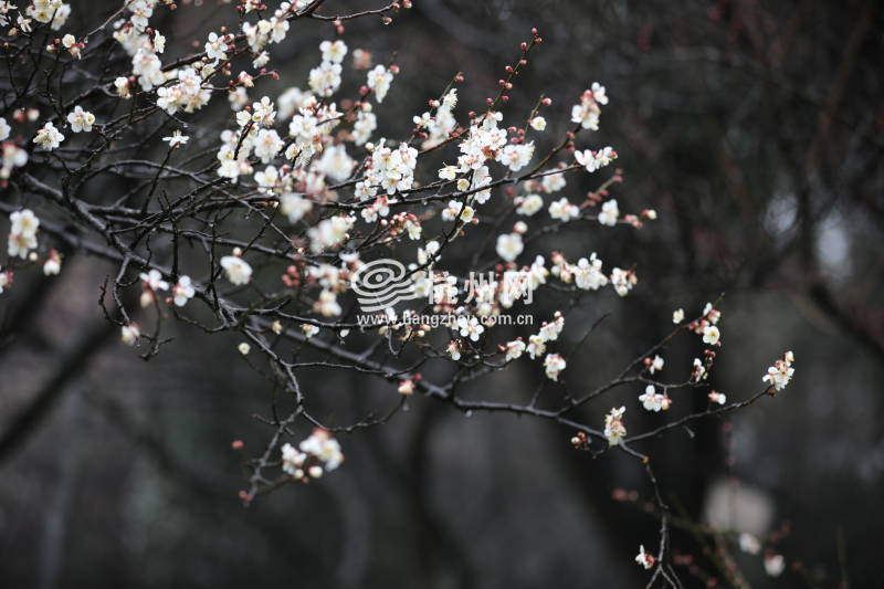 春雨杭州：灵峰探梅正当时(15)