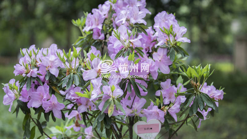 杭州唯一的杜鹃花主题公园迎来盛花期(10)