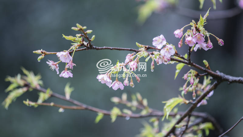 不出国门即可在杭州植物园观赏到日本早樱(01)