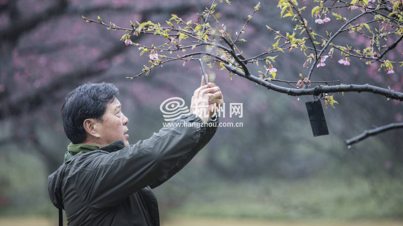 不出国门即可在杭州植物园观赏到日本早樱(02)