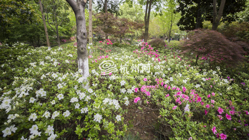 杭州唯一的杜鹃花主题公园迎来盛花期(06)