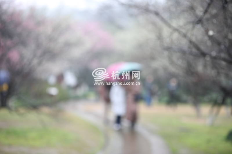 春雨杭州：灵峰探梅正当时(23)