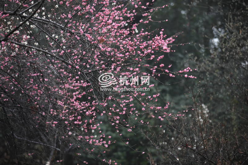 春雨杭州：灵峰探梅正当时(18)