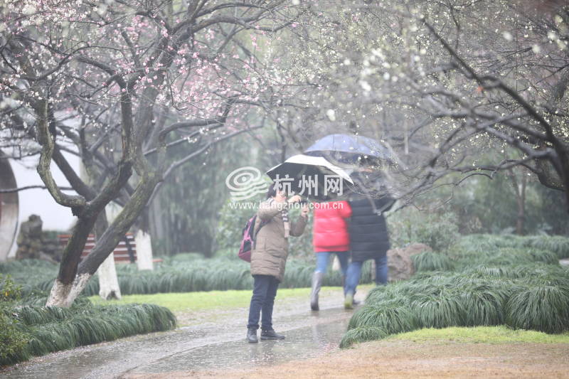 春雨杭州：灵峰探梅正当时(25)