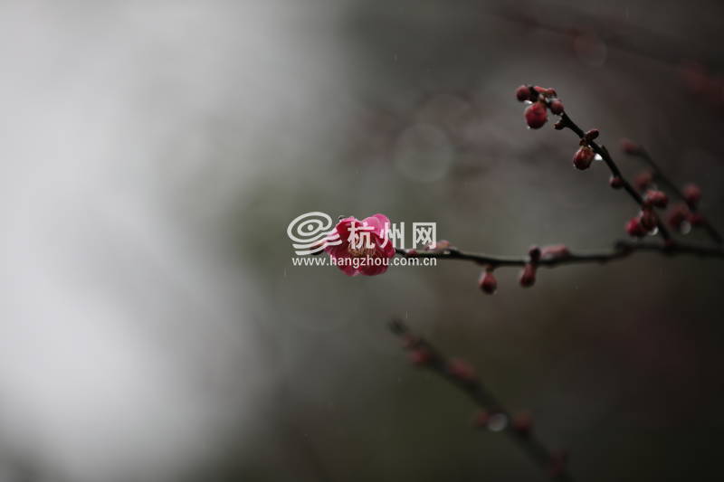 春雨杭州：灵峰探梅正当时(20)