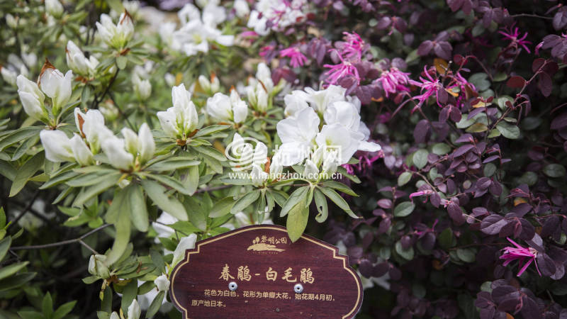 杭州唯一的杜鹃花主题公园迎来盛花期(03)