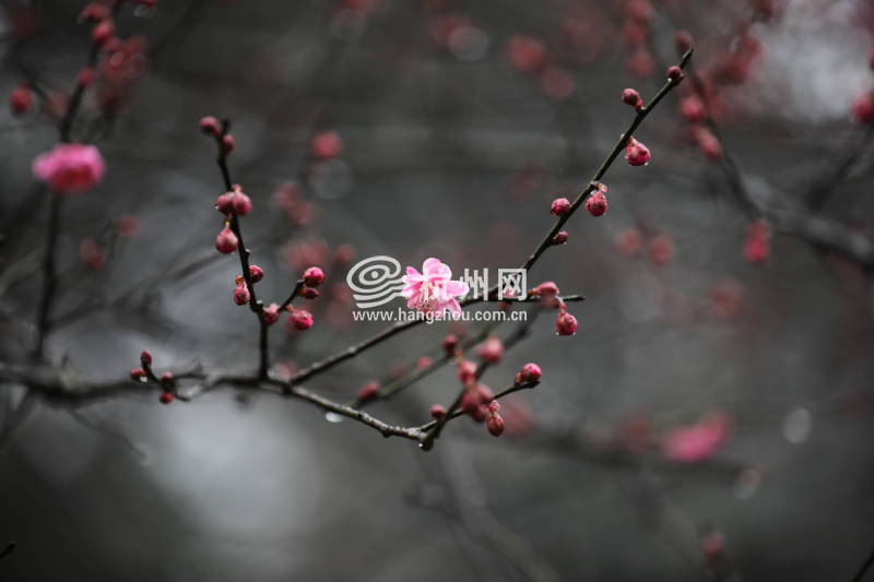 春雨杭州：灵峰探梅正当时(19)