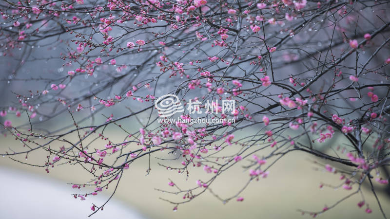 不出国门即可在杭州植物园观赏到日本早樱(06)