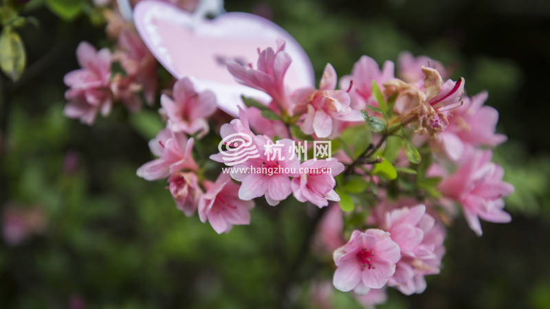 杭州唯一的杜鹃花主题公园迎来盛花期(08)