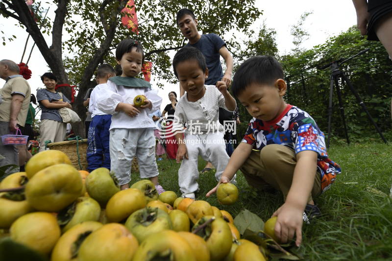 火柿丰收庆华诞 第十五届西溪火柿节启幕(04)