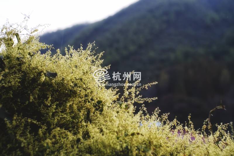 莫干山