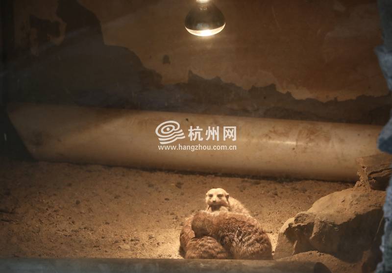 杭州动物园细尾獴“丁满”一家，“萌”翻新年(07)