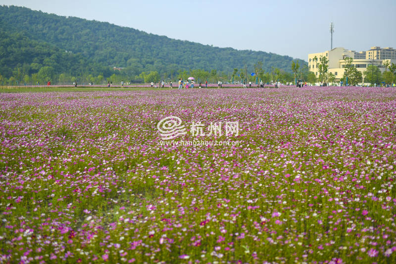 杭州双浦新添一处网红打卡地 大片花海等你来合影 (01)